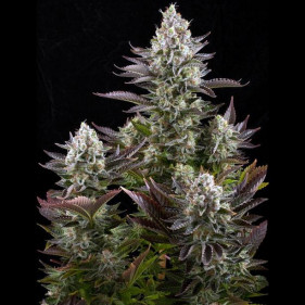 Auto fem Амнезия Голд можно садить в марте апреле мае июле августе сентябре